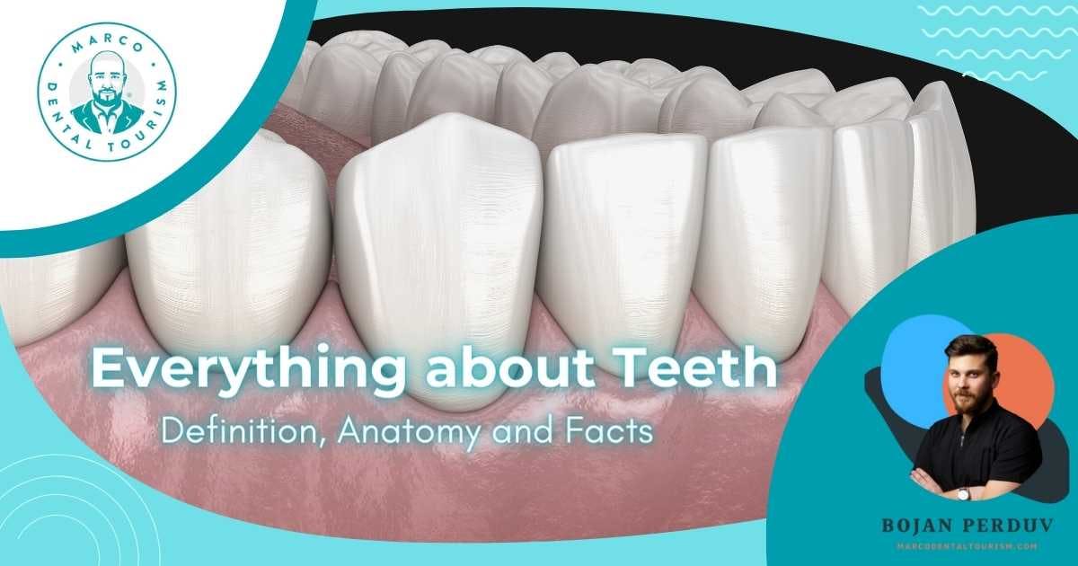 Everything about Teeth in One Place